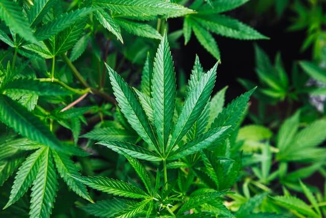 ジャマイカでは法的に嗜好品として認められている大麻