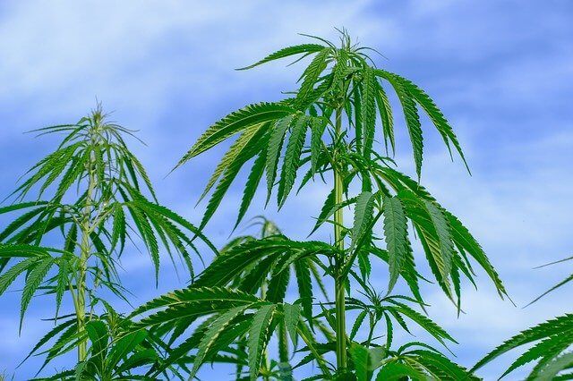 医療大麻は合法化されているタイの大麻事情
